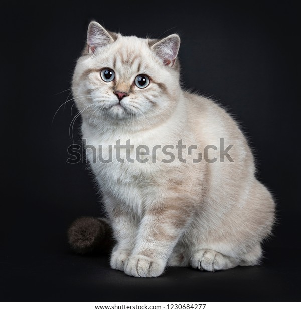 Super Cute Blue Tabby Point British Stock Image Download Now