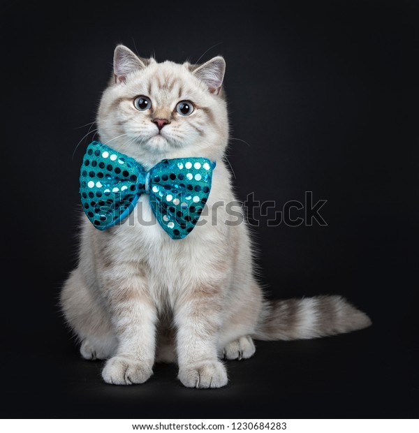 Super Cute Blue Tabby Point British Stock Photo Edit Now 1230684283