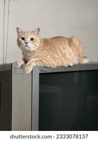 Super cute cream tabby cat on tv - Shutterstock ID 2333078137