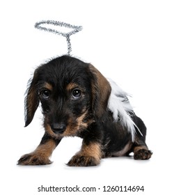 Super cute Mini Dachshund wirehaired wearing angel wings and halo. sitting side ways, looking very quilty with big droopy eyes to camera. Isolated on white background