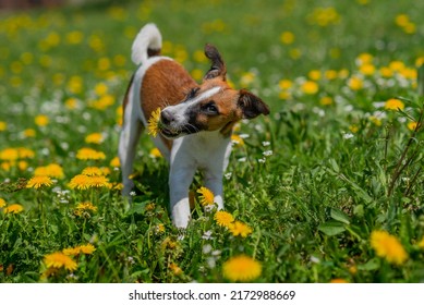 Super Cute Pedigree Smooth Fox Terrier Dog Stands Aware on the Lawn. Happy Little Puppy Having Fun on the Backyard. Sunny Day Outdoors - Shutterstock ID 2172988669