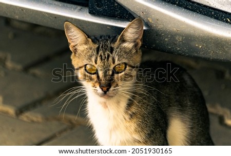 Super cute Street cat posing front of the car