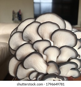 Super Fresh Blue Oyster Mushroom