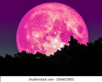 Super Full Pink Moon And Silhouette Tree In Forest And Star On Sky, Elements Of This Image Furnished By NASA