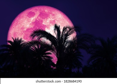 Super harvest pink moon and silhouette coconut tree in the night sky, Elements of this image furnished by NASA