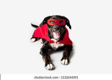 Super Hero Dog