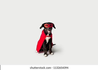 Super Hero Dog