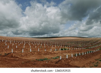 Super High Density Olive Farming