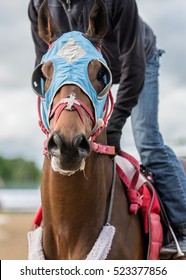 Super Horse Wearing A Mask And Blinders During Morning Exercise Runs