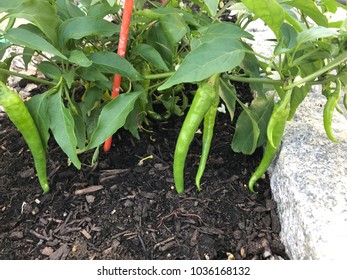 Super Hot Green Chilies, Long Green Chilies, Thai Chili In A Garden- Home Grown And Organic, Spicy, Dare Devil