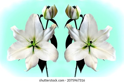 super large size image of a majestic White Madonna Lily duo up close in detail isolated and mirrored on a bright light green - aqua, and white coloured vignette background. Supersize. Australia.