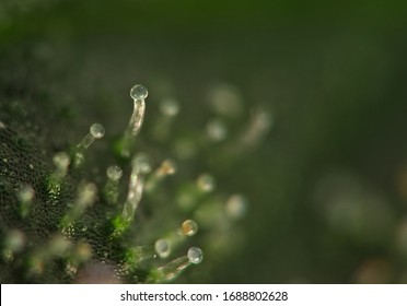 11,498 Macro trichomes Images, Stock Photos & Vectors | Shutterstock