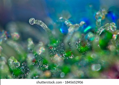 Super macro of cannabis plant single trichome with blue toned background.