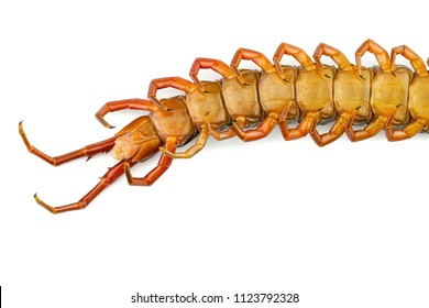 Super macro centipede