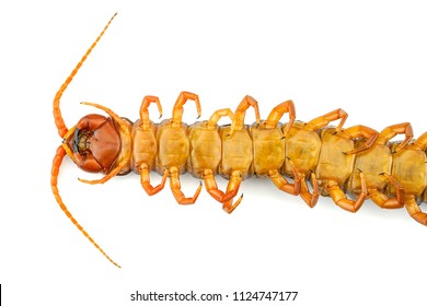 Super macro centipede