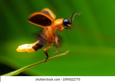 Super Macro Close Up Firefly