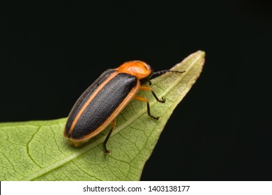 Super Macro Close Up Firefly