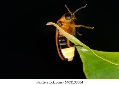 Super macro close up firefly
