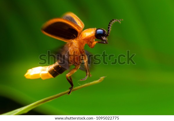 Super macro close up\
firefly