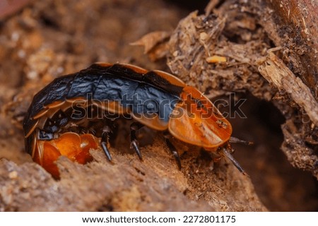 Super macro close up of Firefly larva (Lamprigera sp.) in real nature in Thailand. 