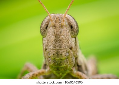 super macro close up grasshopper