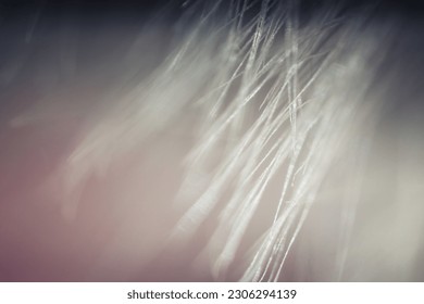 Super macro close-up of dandelion fluff. Abstract close-up of dandelion seeds background. Macro shot of detailed dandelion flower seed in natural environment. Soft selective focus - Shutterstock ID 2306294139
