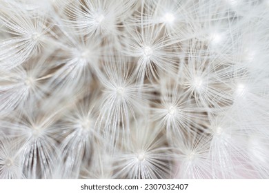 Super macro close-up of dandelion fluff. Abstract close-up of dandelion seeds background. Macro shot of detailed dandelion flower seed in natural environment. Soft selective focus - Powered by Shutterstock