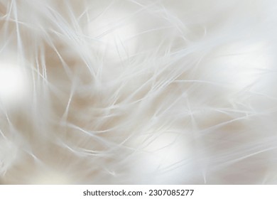 Super macro close-up of dandelion fluff. Abstract close-up of dandelion seeds background. Macro shot of detailed dandelion flower seed in natural environment. Soft selective focus - Shutterstock ID 2307085277