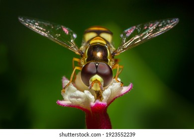 Super macro of Common fruit fly Drosophila melanogaster  in real nature in Thailand. 
