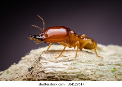 Super macro danger termite on wood