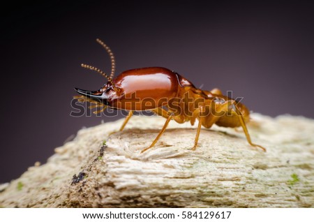 Super macro danger termite on wood
