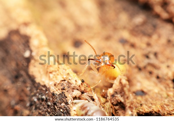 Super macro danger termite
on wood
