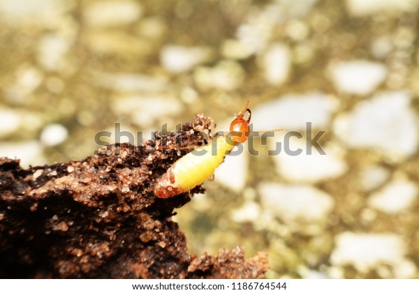 Super macro danger termite\
on wood