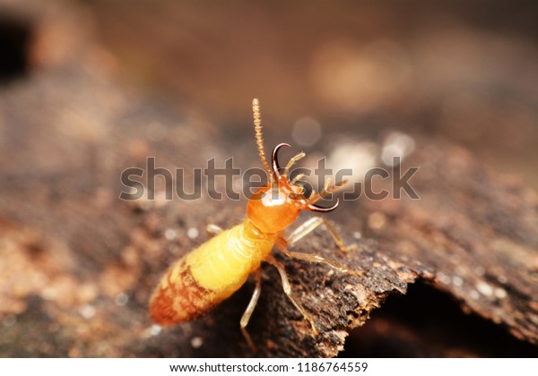 Super macro danger termite\
on wood