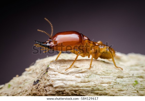 Super macro danger termite
on wood