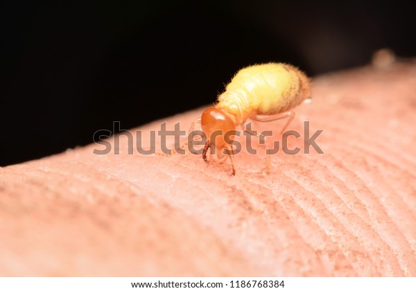 Super Macro Dangerous\
Termite on a finger