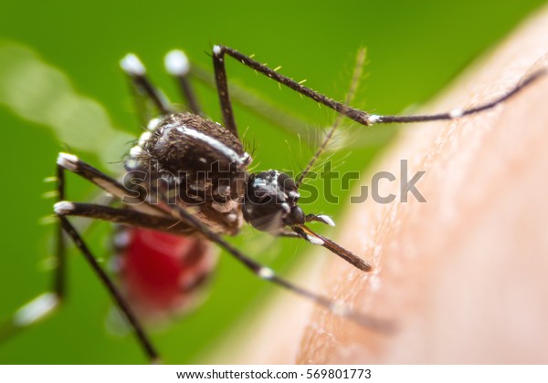Super macro Dangerous\
Zica virus aedes aegypti mosquito on human skin , Dengue,\
Chikungunya, Mayaro fever