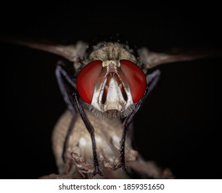 A super macro of a fly with enormous red compound eyes on a dead flower with a black background.