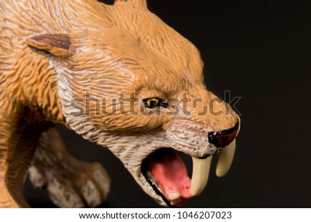 Super macro Head face close up toy female Smilodon saber-toothed roaring and in attack position with black background