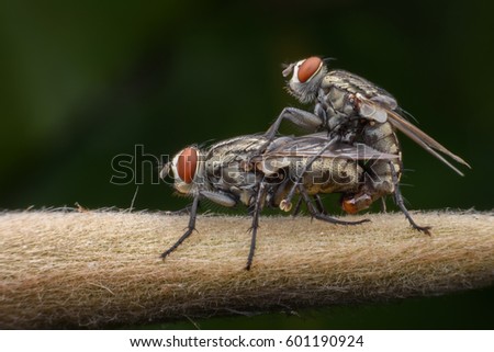 Super macro Housefly mating 