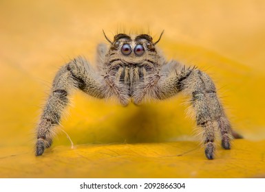 Super macro image of Jumping spider (Salticidae, Hyllus diardi female), at high magnification, Good sharpen and detailed, eye and face very clear.This wildlife insect from asia thailand.Selectedfocus.