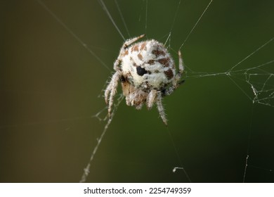 Super macro image of Jumping spider (Salticidae, Hyllus diardi female), at high magnification, Good sharpen and detailed, eye and face very clear.