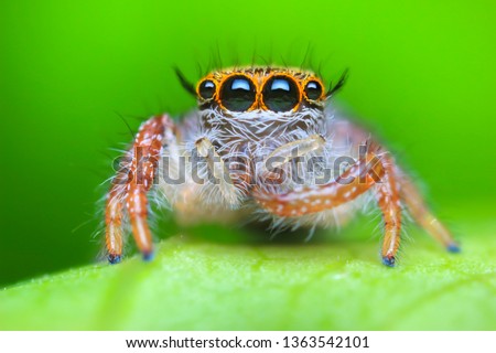 Super macro image of Jumping spider (Salticidae, Hyllus diardi female), at high magnification, Good sharpen and detailed, eye and face very clear.This wildlife insect from asia thailand.