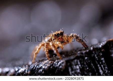 Super macro image of Jumping spider (Salticidae, Hyllus diardi female), at high magnification, Good sharpen and detailed, eye and face very clear.This wildlife insect from asia thailand.