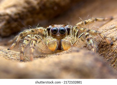 Super macro image of Jumping spider(Salticidae) at high magnification, very sharp and detailed, eye and face very clear.This wildlife spider from asian thailand. Take image with macro equipment.