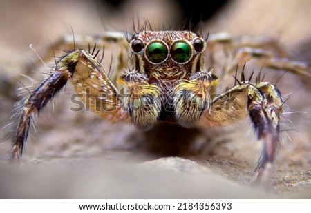 Super macro image of Jumping spider(Salticidae) at high magnification, very sharp and detailed, eye and face very clear.This wildlife spider from asian thailand. Take image with macro equipment.