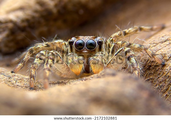 Super macro image of Jumping\
spider(Salticidae) at high magnification, very sharp and detailed,\
eye and face very clear.This wildlife spider from asian thailand.\
Take image with macro\
equipment.
