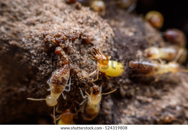 Super macro\
image of termites building their\
nest