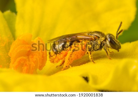 Super macro of little bee collecting the Pollen in real nature. 