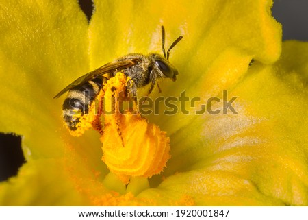Super macro of little bee collecting the Pollen in real nature. 